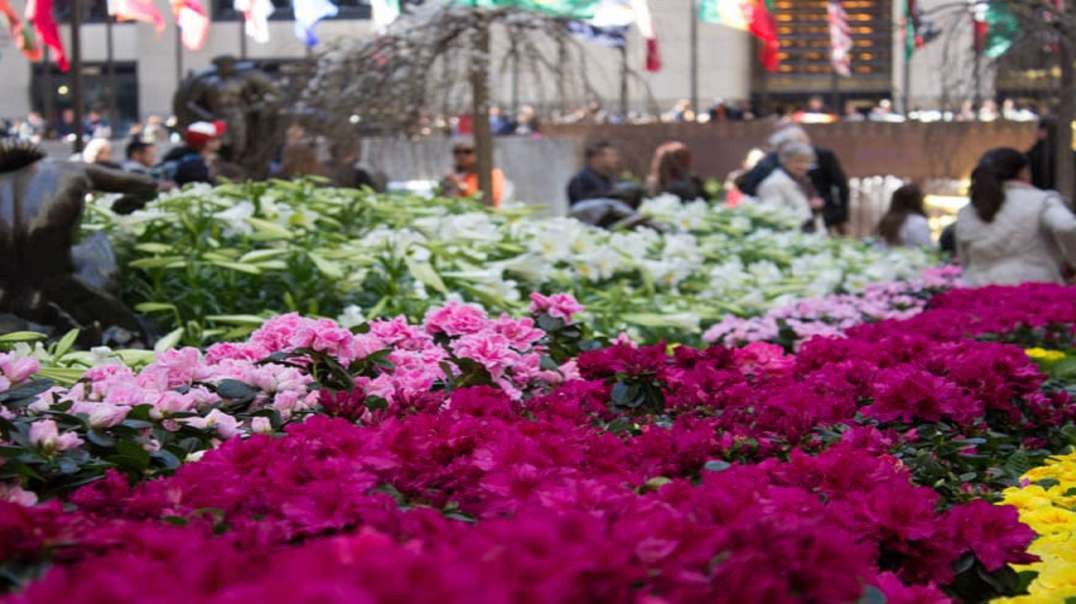 Columbia Midtown Florist : Best Flower Shop in NYC
