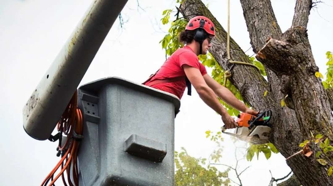 Timber Cuts Tree Trimming Service in Kaysville, UT
